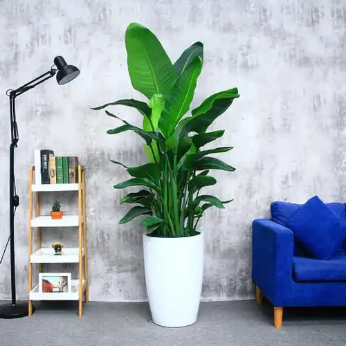 天堂鸟盆栽大型绿植客厅卧室办公室花卉室内净化空气花卉