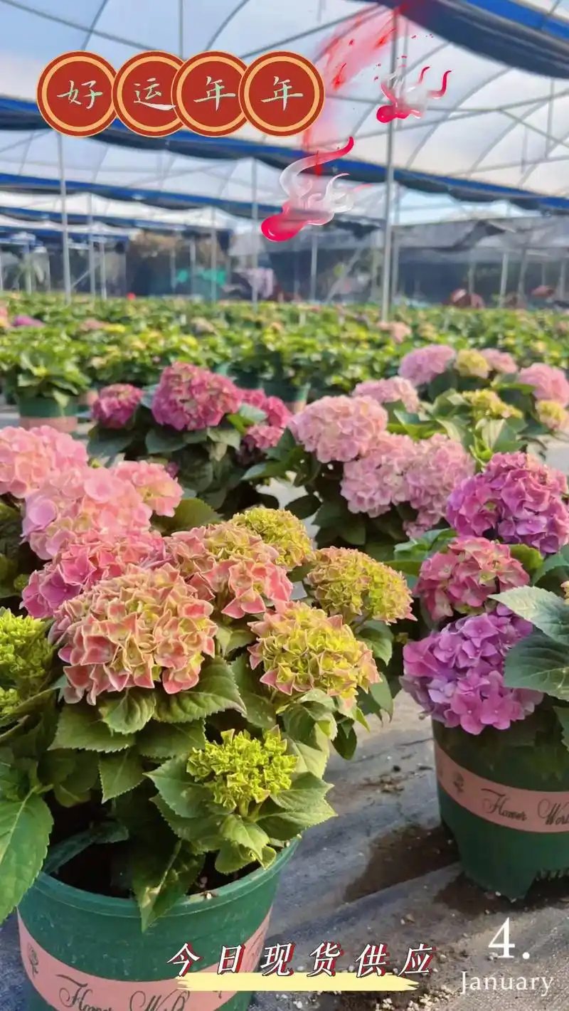 图文热搜词创作任务 绣球花的花语是希望,寓意是圆满 - 抖音