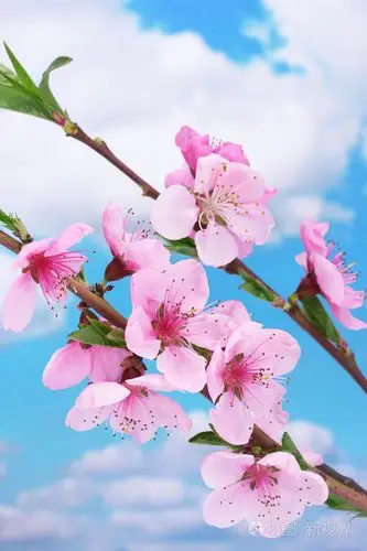 蓝蓝的天空背景上的美丽粉红色的桃花照片-正版商用图片1flu1a-摄图新