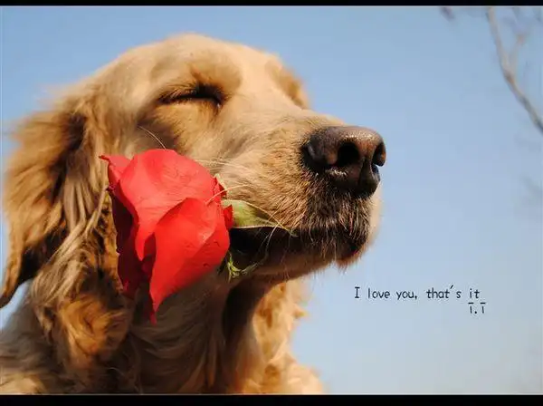 求一张金毛叼着玫瑰花的图片