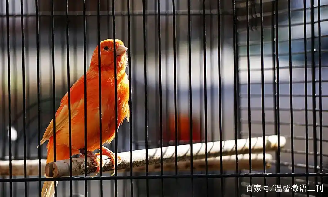 刘振杰:笼子里的鸟