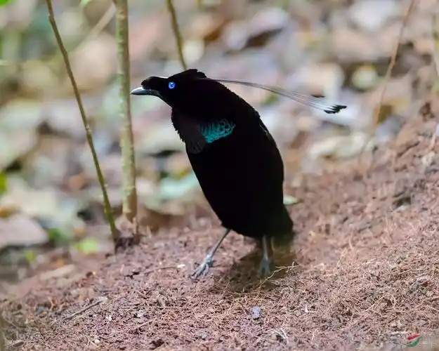【天堂鸟】天堂之舞-阿尔法六线风鸟