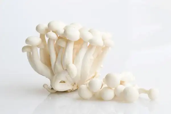 白玉菇图片_图片大全