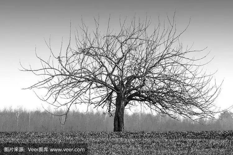 荒凉的黑白照片,一个死的孤独的树在一个领域