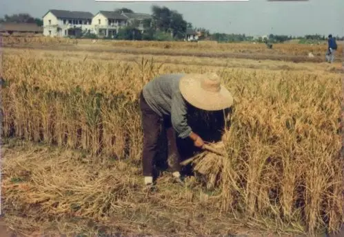 上世纪80年代嘉定农村生活
