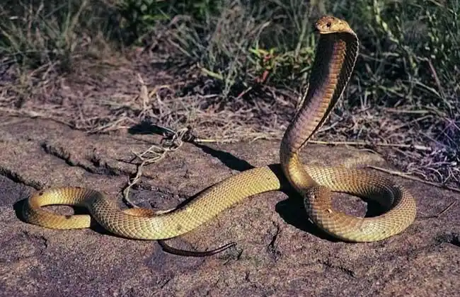 世界十大毒蛇排行榜(2)