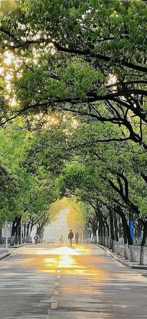 壁纸| ins风治愈系绿色壁纸_表示歉意_图片_错误