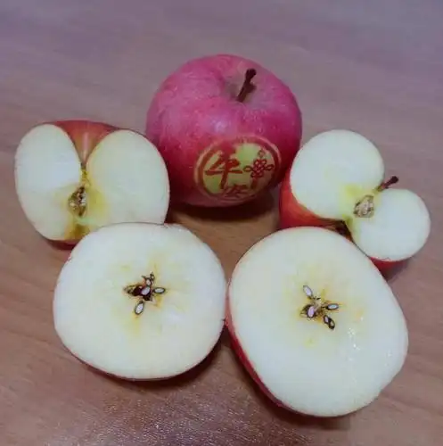 平山东白面红的苹果熟了_手机搜狐网