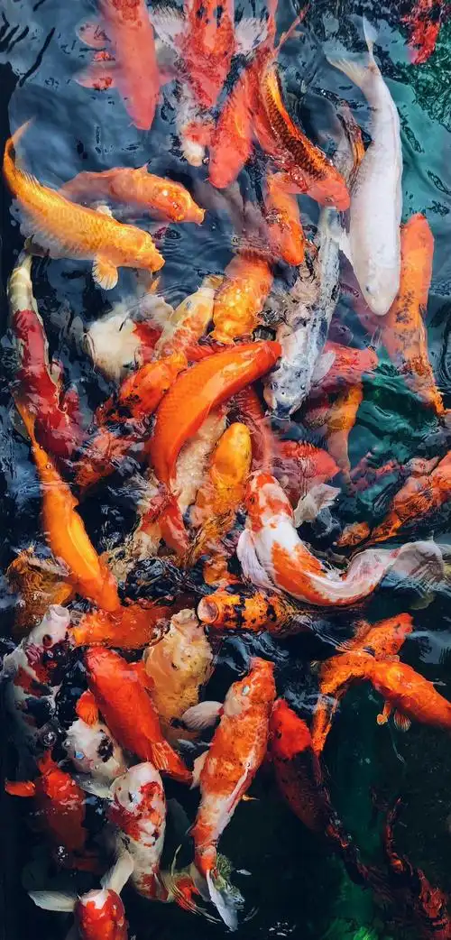 鱼- 堆糖,美图壁纸兴趣社区