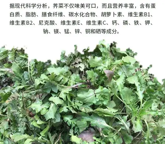 荠菜 苏北现挖野生新鲜蔬菜荠 荠菜野菜地菜混沌饺子包子春卷馅 250g