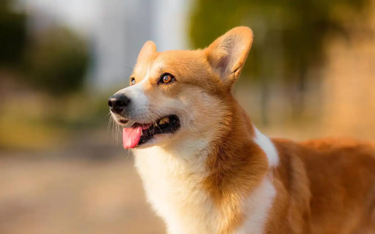 心理测试:你认为哪个狗狗最好看?测一测你的运势哪方面最旺?