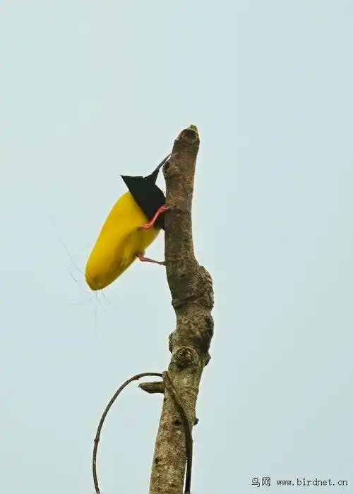天堂鸟十二线风鸟