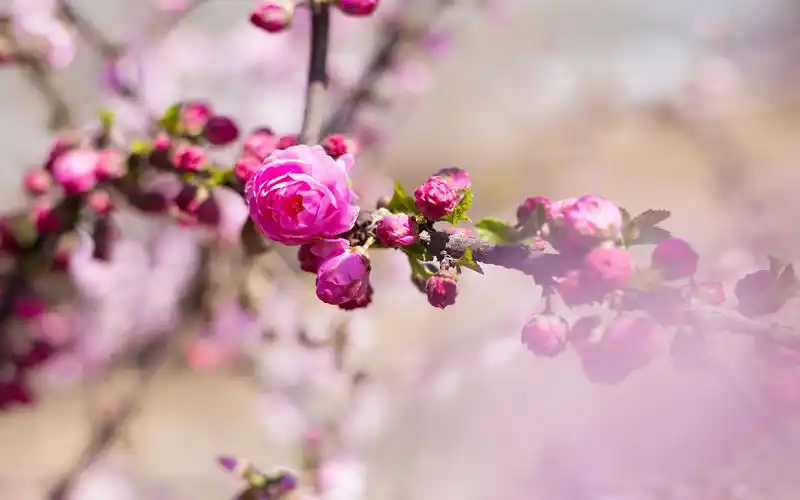 粉色桃花唯美高清图片桌面壁纸