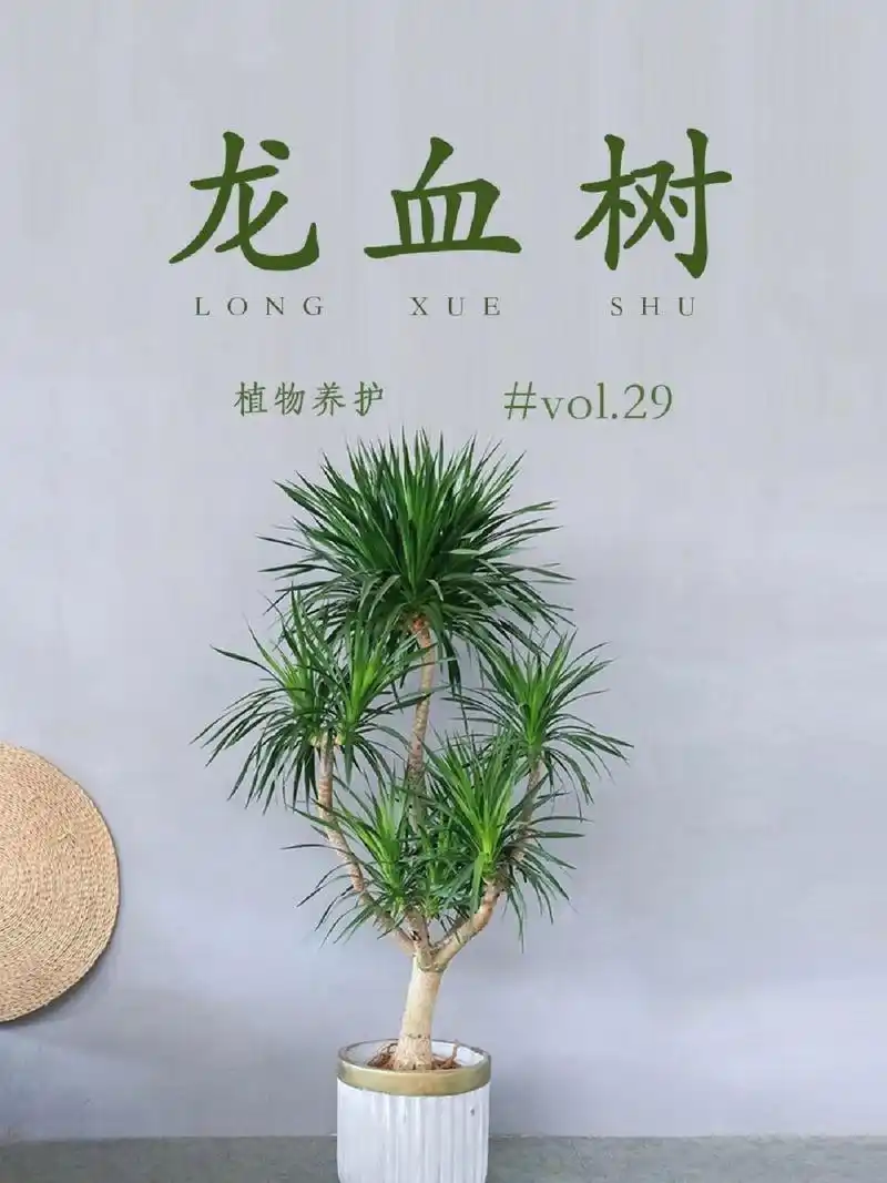 龙血树寓意着生命力旺盛,家人长寿.