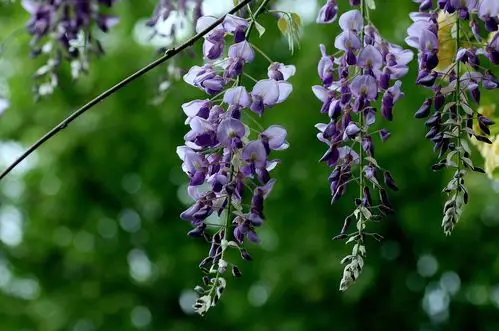 喧闹的紫藤图片第9张