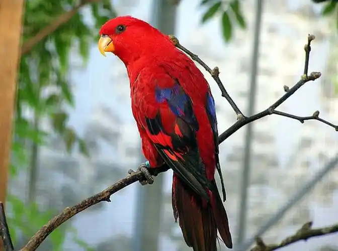 p>红色吸蜜鹦鹉(学名:eos bornea)有2 个亚种,羽色鲜艳,头部和颈部