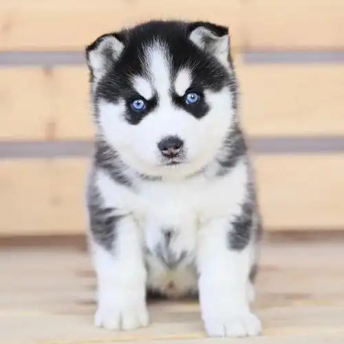 首页 下载app                          哈士奇幼犬纯种宠物狗狗活