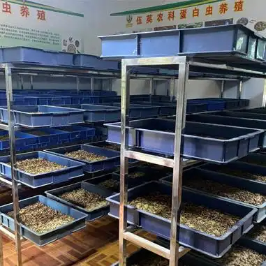 合作养蛋白虫,大麦虫,1次千元引种,年养4-6批 免费培训.hongyy.