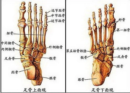 脚踝部位图解,梦见给去世的亲人磕头下跪