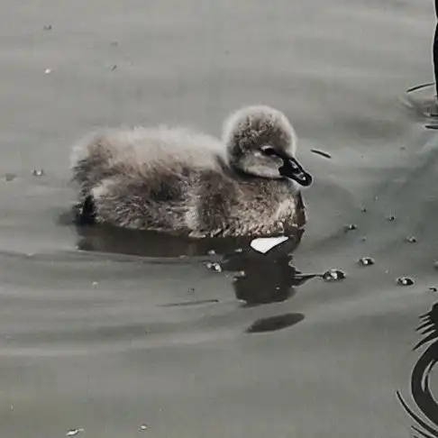 黑天鹅幼崽