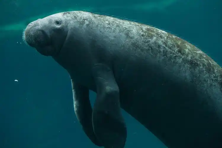 海牛图片