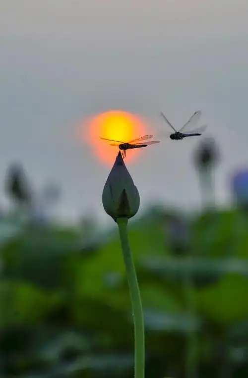 清晨朝霞不出门,露珠憨笑荷叶清蜻蜓点水闻荷花,等待花香心飞扬