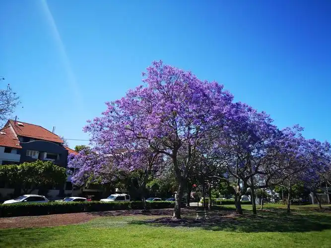 行摄澳洲昆士兰(一)浪漫蓝花楹