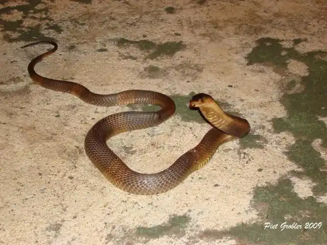 喙眼镜蛇的介绍