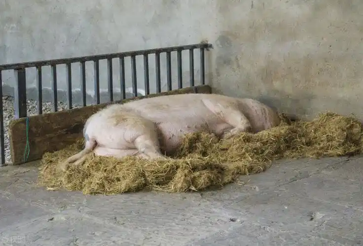 猪坚强近况不太乐观饲养员太老了