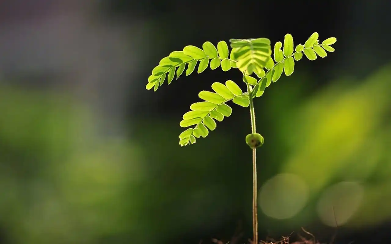 绿色护眼植物高清图片电脑壁纸