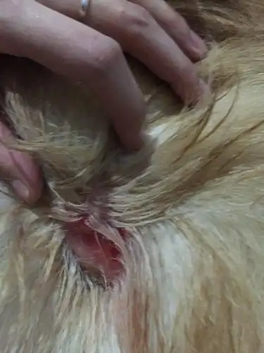 我家狗狗屁股上通红 还有一点臭味 红的地方没有毛 大神告诉下我这是