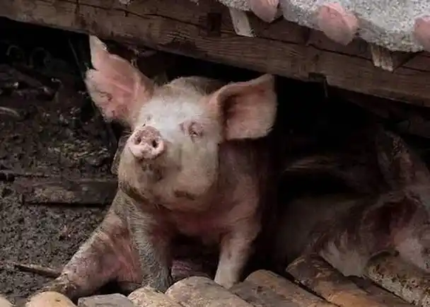 汶川地震被掩埋36天,被挖出来仍活着的"猪坚强",现状怎样?