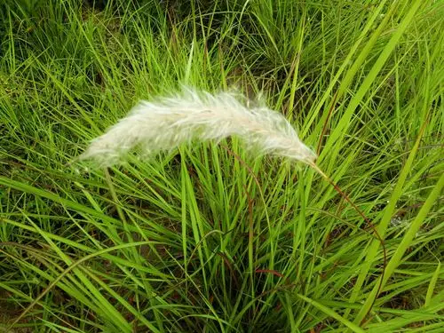 野花遍地开 , 自然见芬芳(友泓 手机摄影)