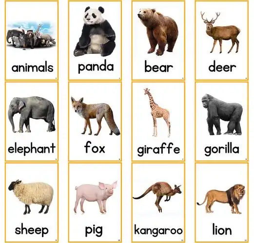 动物英文认知卡片幼儿英语汉字教师单词闪卡早教闪卡