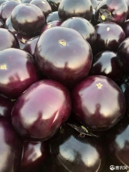 紫光圆茄 精品圆茄产地直销,货源充足,大量供应