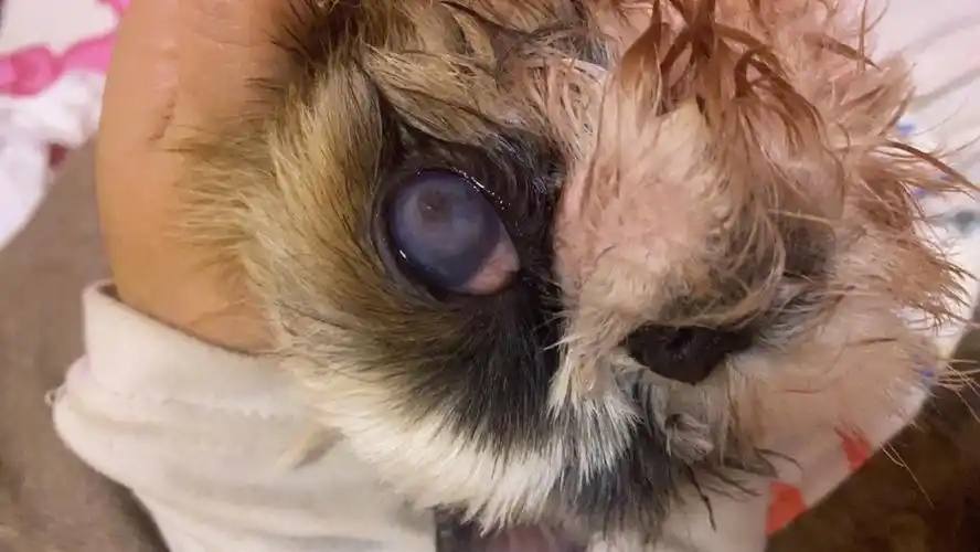 狗狗眼睛溃疡厉害