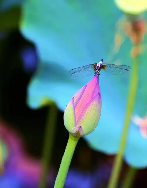 蜻蜓荷花相影趣