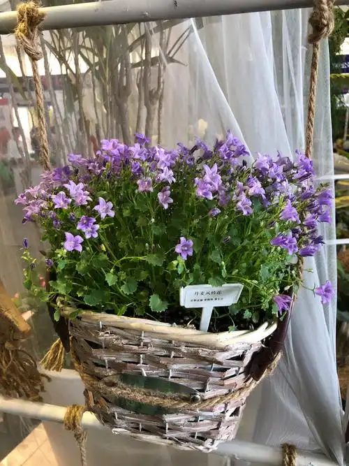 丹麦风铃草的养殖方法和注意事项-百科大全-皮村电商