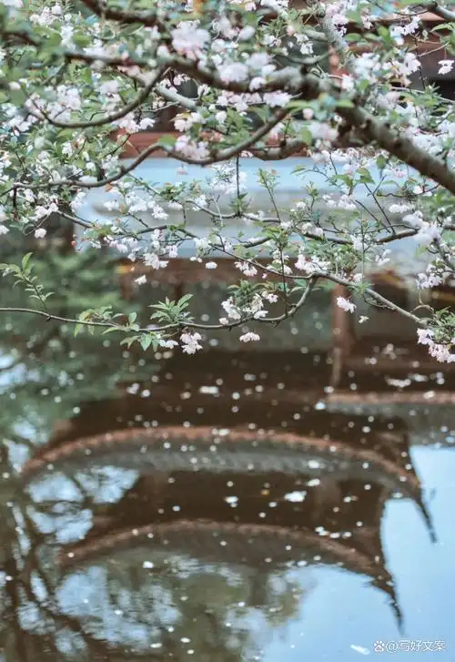 看一场落花做一个诗意缤纷的人