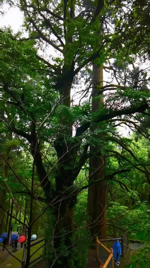 庐山三宝树,两棵柳杉树龄约600年,一棵银杏树龄约1500年,树高40米.