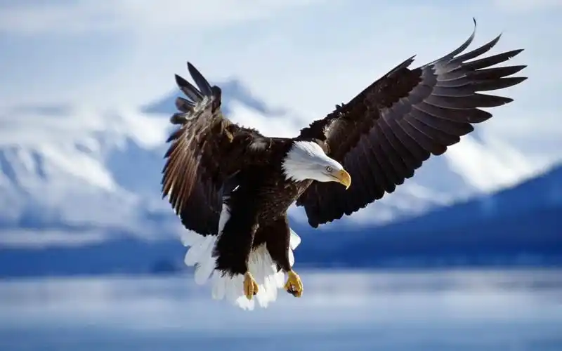 雄鹰高清桌面壁纸_展翅翱翔的雄鹰