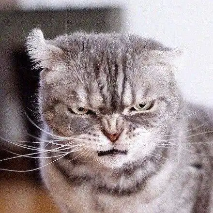 一脸凶狠表情的小猫咪,真是天生的表情包贡献者!__凤凰网