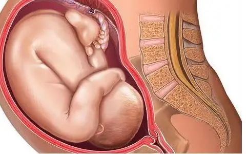 图示胎位 怀孕40周胎儿胎位图