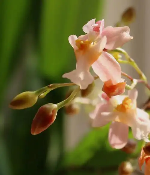 在宁波,圣诞节,今年的第一场雪下了,我在家里拍你——梦香兰