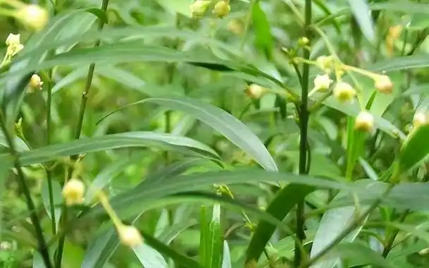 徐长卿中药宝库中的神奇之物