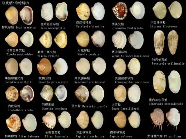 贝壳图鉴 - 美篇