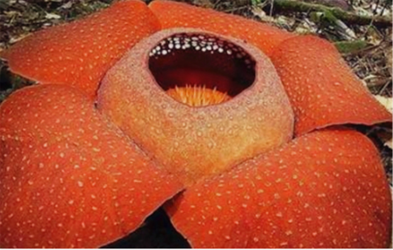 世界上最"恐怖"的4种花,相传只要昙花一现,就会有人死亡!