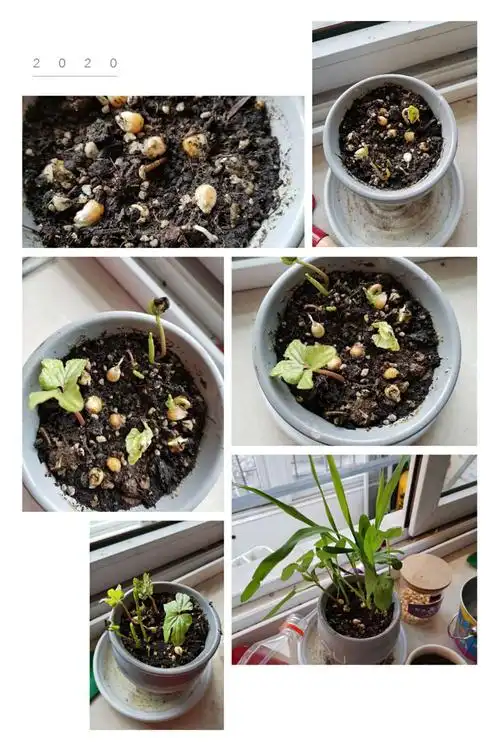 谭斯文小朋友的种植成长过程.