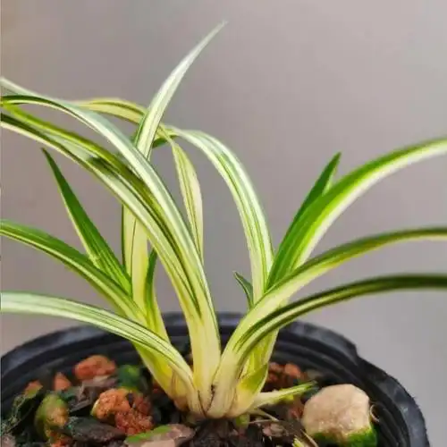 兰花[富贵阳光] 矮种春兰 黄金中透金边叶艺 室内绿植花卉盆栽 3.