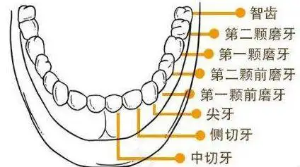 廊坊人的智齿有这几种情况,不管疼不疼都要拔|磨牙|拔牙|牙齿|颌骨